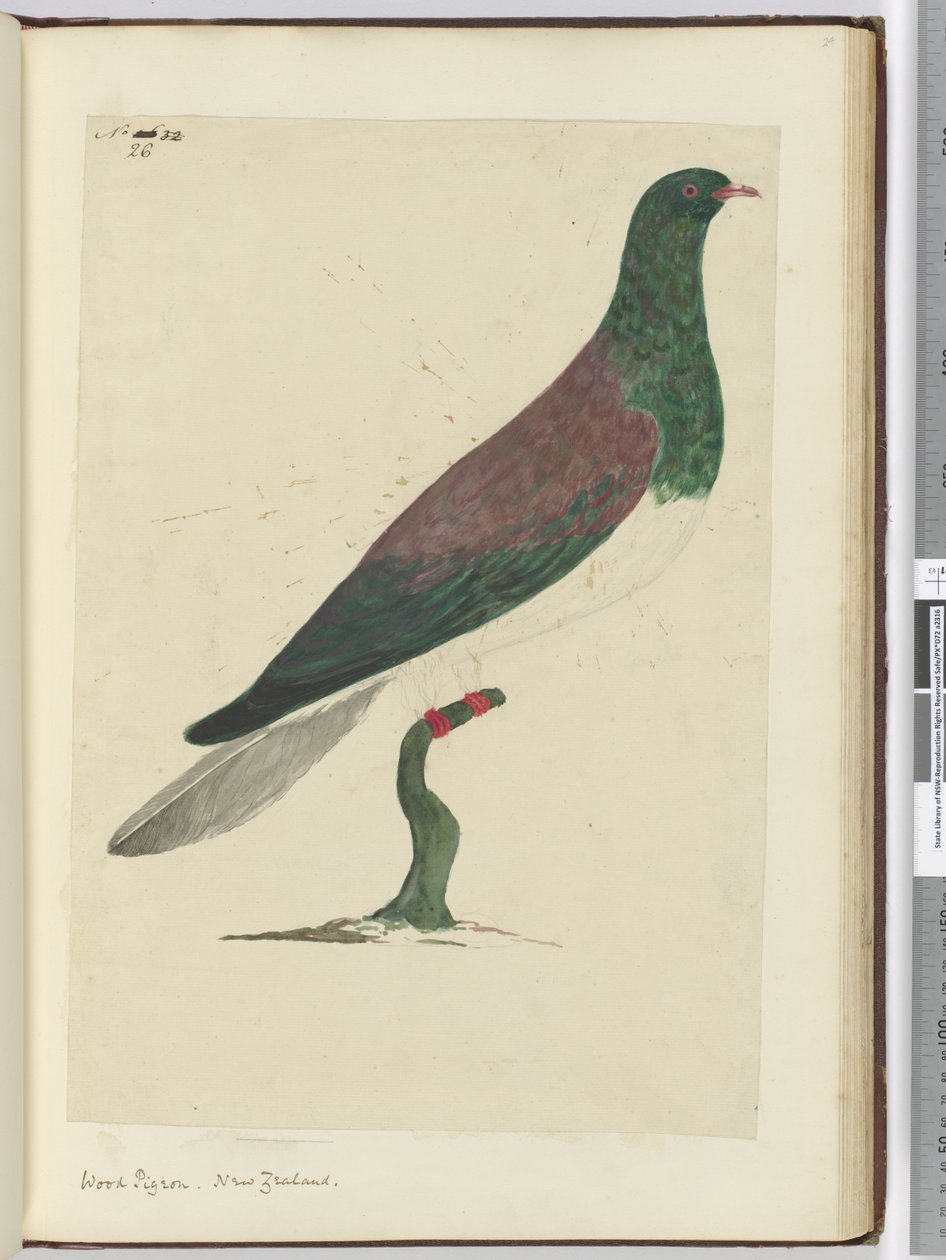 F.26木鸽。新西兰，1772-75（wc） 作者 艾萨克·史密斯