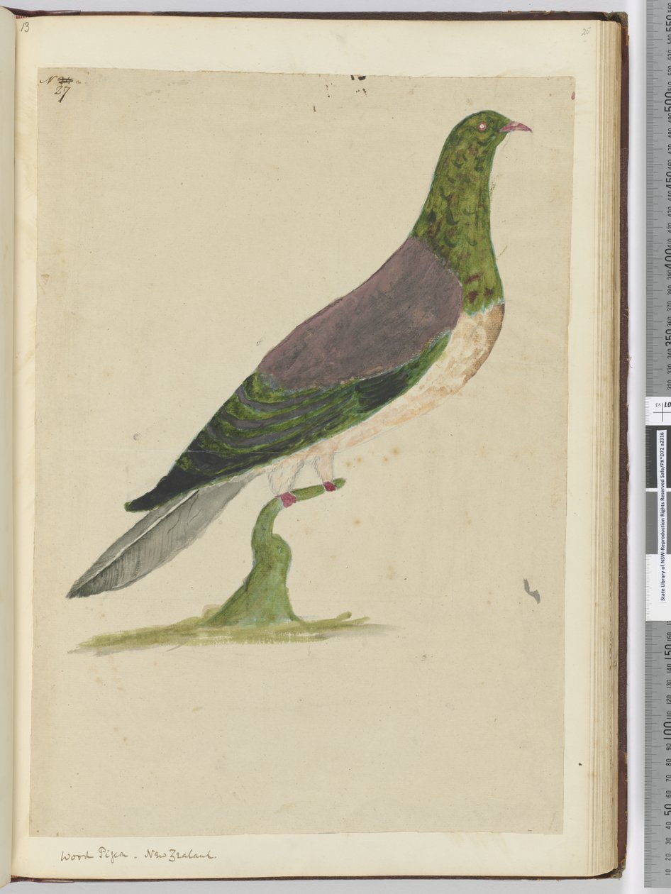 F.27木鸽。新西兰，1772-75（wc） 作者 艾萨克·史密斯
