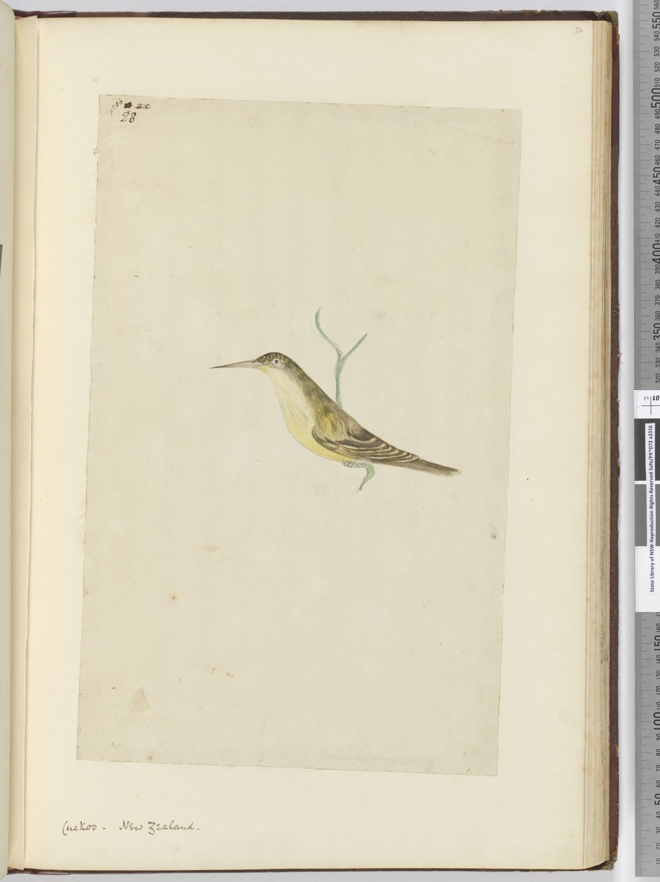 F.28杜鹃。新西兰，1772-75（wc） 作者 艾萨克·史密斯