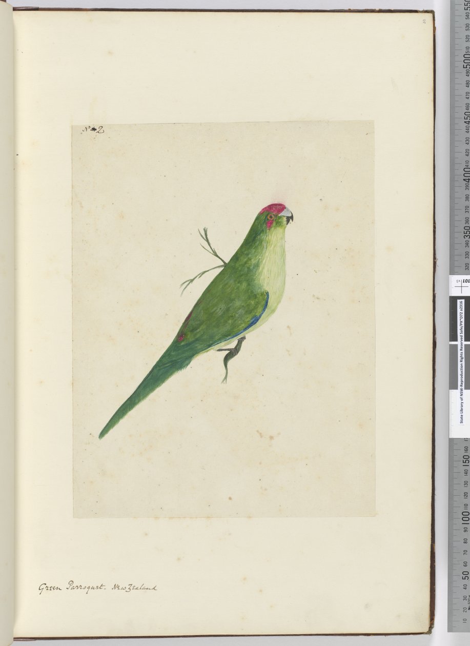 F.2绿色parroquet。新西兰，1772-75（wc） 作者 艾萨克·史密斯