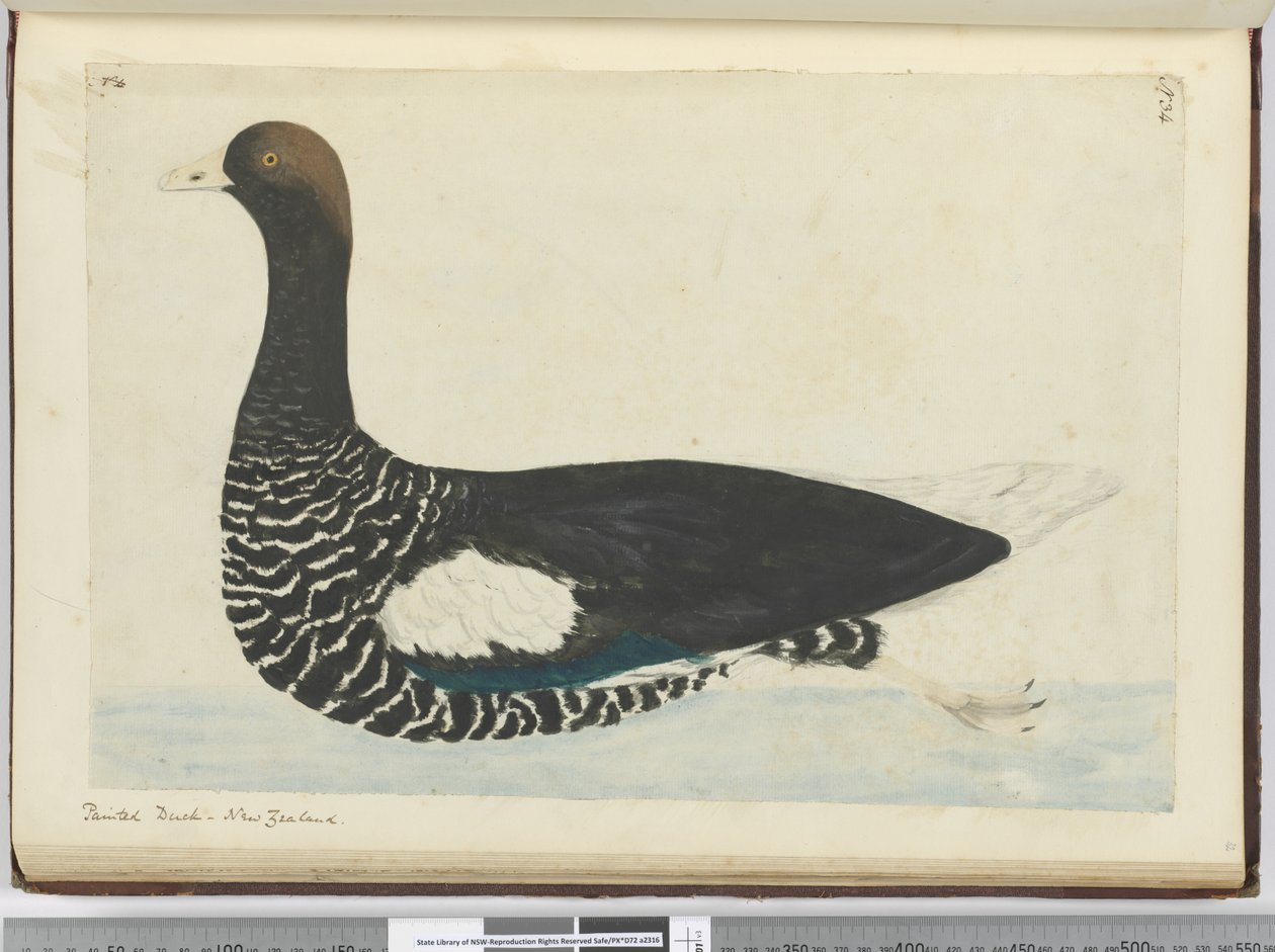 F.34彩绘鸭。新西兰，1772-75（wc） 作者 艾萨克·史密斯