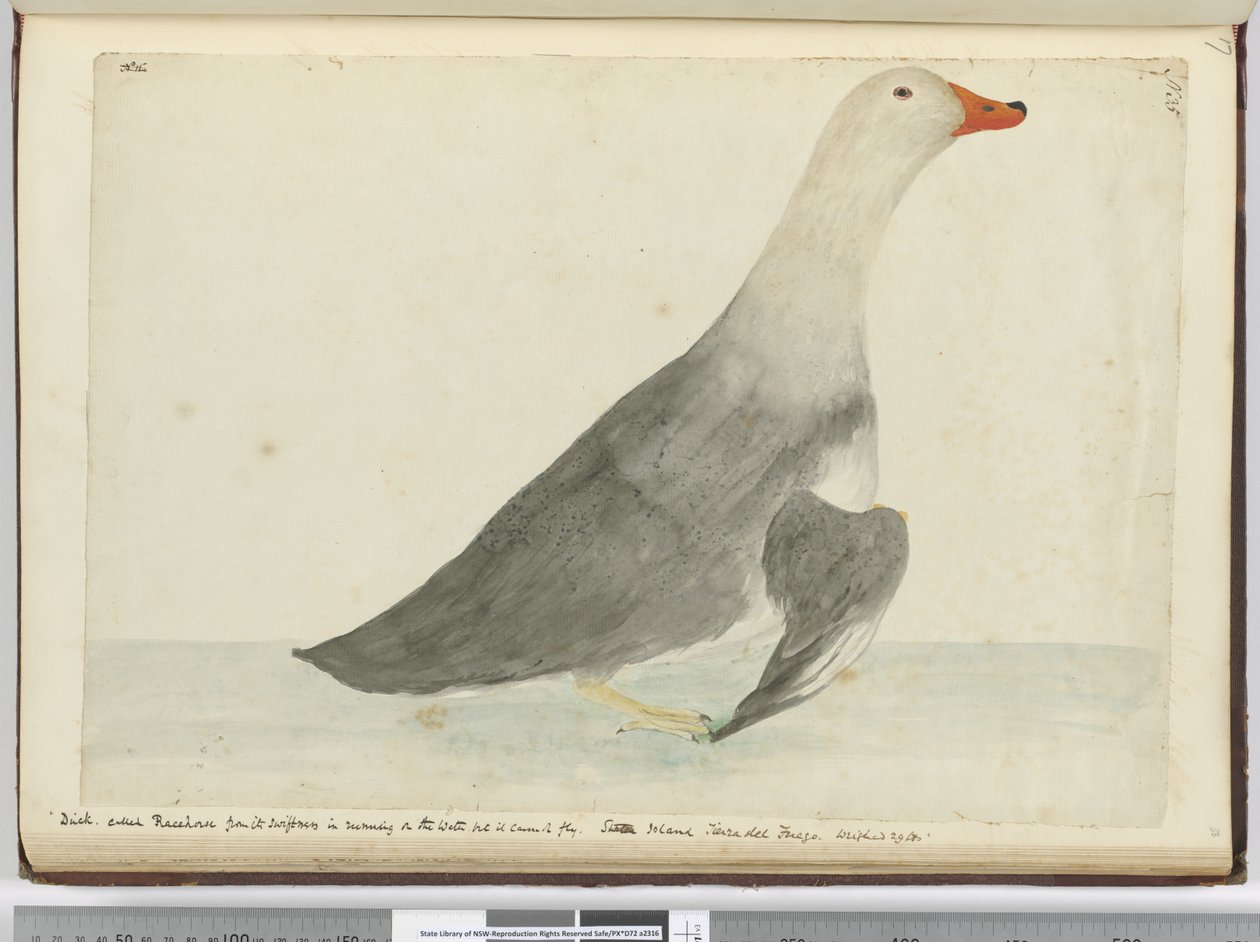 F.35 Duck因其在水面上奔跑而迅速称为赛马，但它无法飞行。史坦顿岛火地岛。重29磅，1772-75（wc） 作者 艾萨克·史密斯