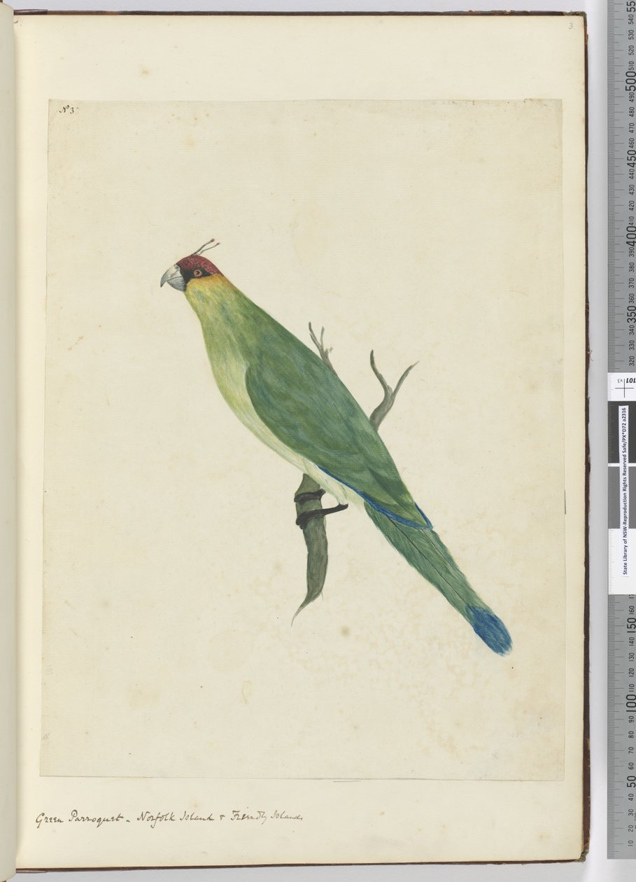 F.3绿色parroquet。诺福克岛和友好群岛，1772-75（wc） 作者 艾萨克·史密斯