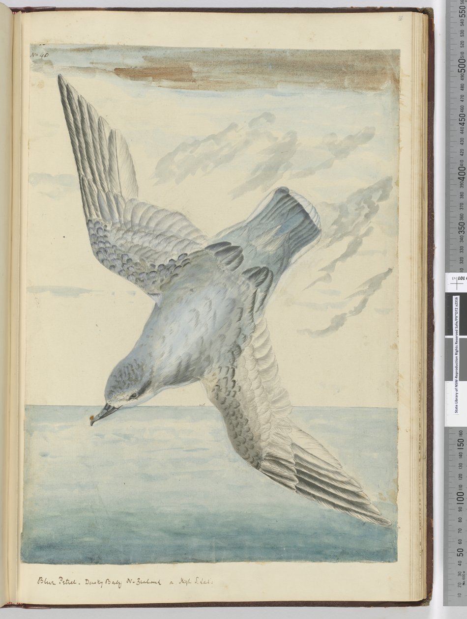 F.40蓝色海燕。新西兰暗淡湾。在高纬度，1772-75（wc） 作者 艾萨克·史密斯