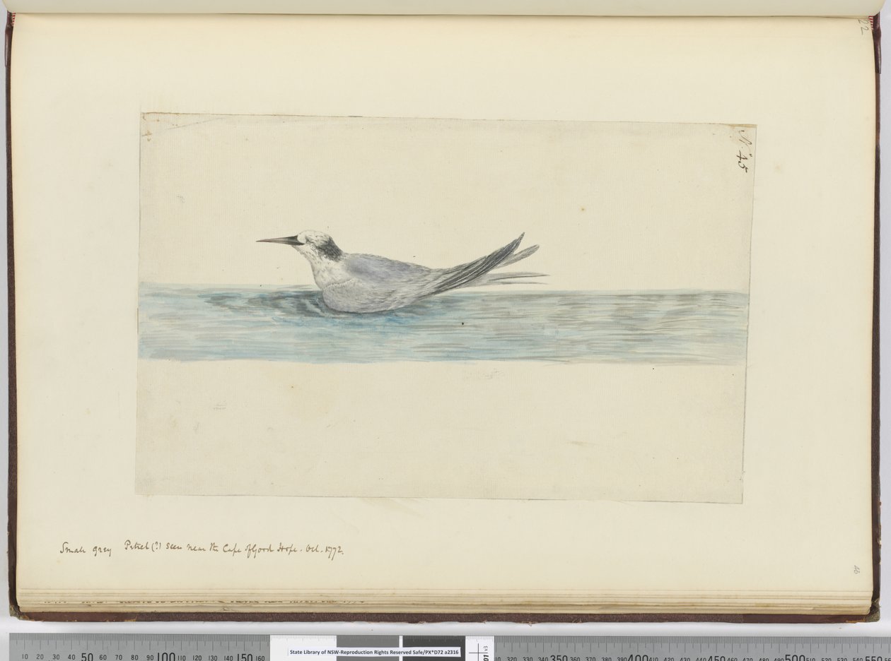 F.45在好望角附近看到的小灰色海燕（？）。 1772年10月1772-75（wc） 作者 艾萨克·史密斯