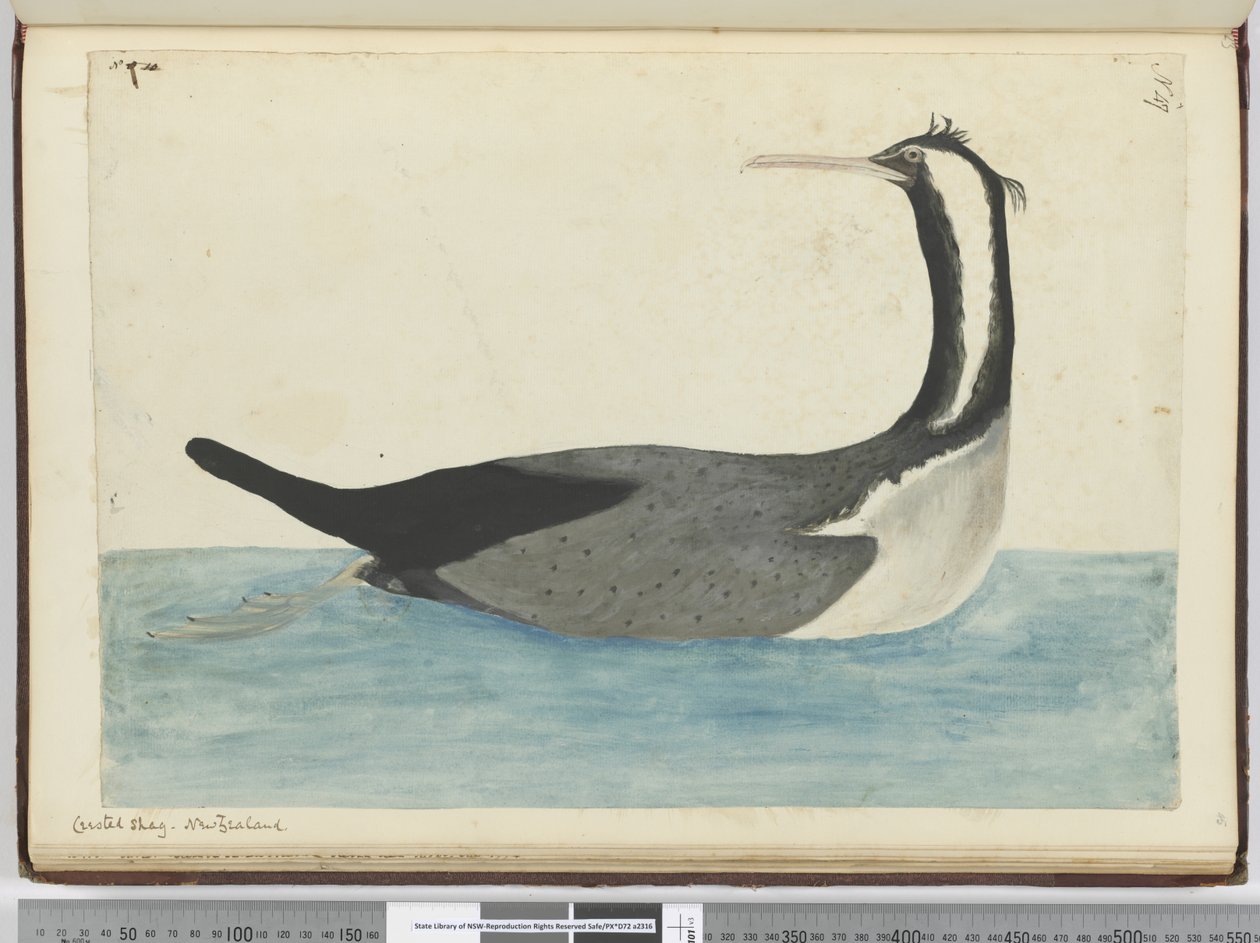 F.47凤头粗毛。新西兰，1772-75（wc） 作者 艾萨克·史密斯