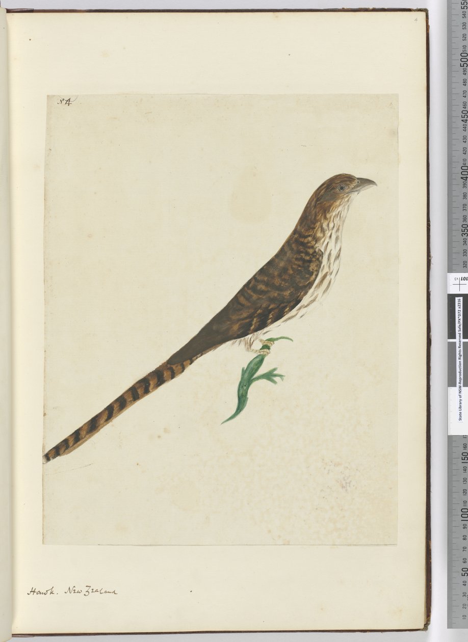 F.4鹰。新西兰，1772-75（wc） 作者 艾萨克·史密斯