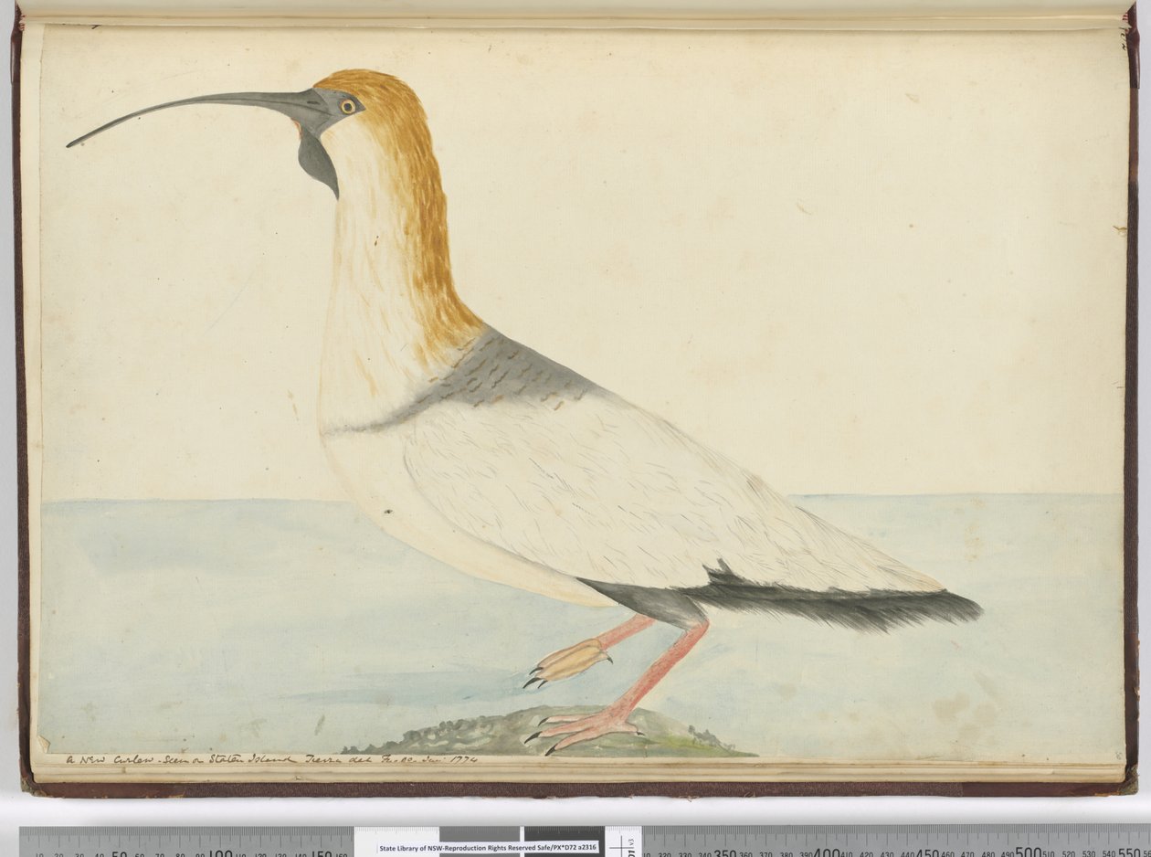 F.52新的麻鹬。 1774年1月17日，1772-75（wc）在Staten Island Tierra del Fuego上看到 作者 艾萨克·史密斯