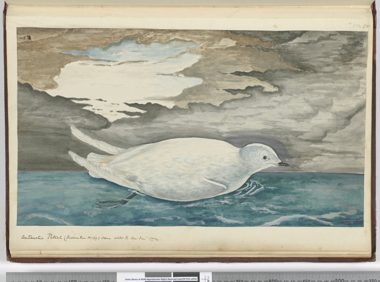 F.53南极海燕（小于29号）见于1772年1月1772年，1772-75（wc） 作者 艾萨克·史密斯