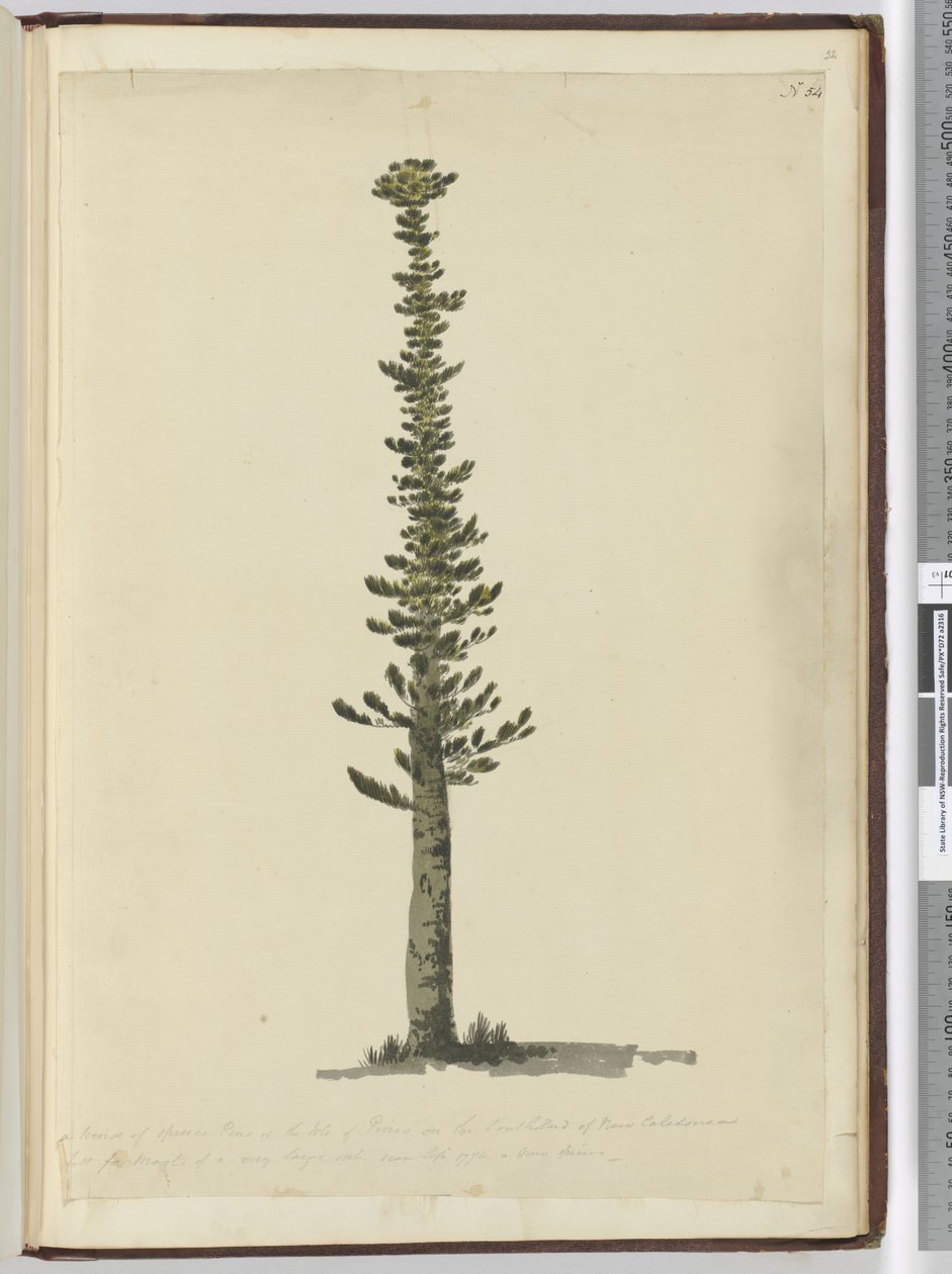 F.54新喀里多尼亚南端松树岛上的一种云杉松，高大的桅杆非常大。 1774年9月17日，1772-75（wc） 作者 艾萨克·史密斯