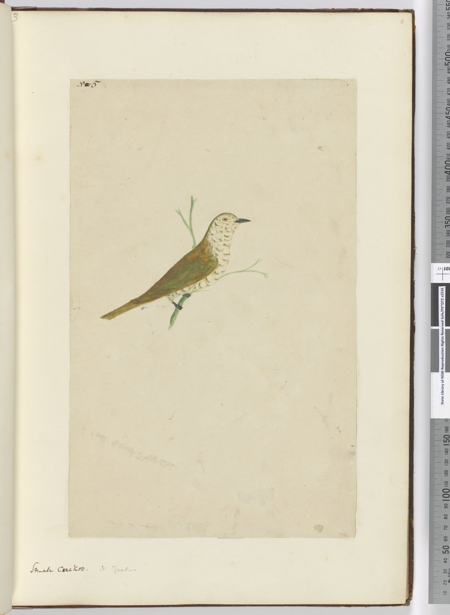 F.5小杜鹃。新西兰，1772-75（wc） 作者 艾萨克·史密斯