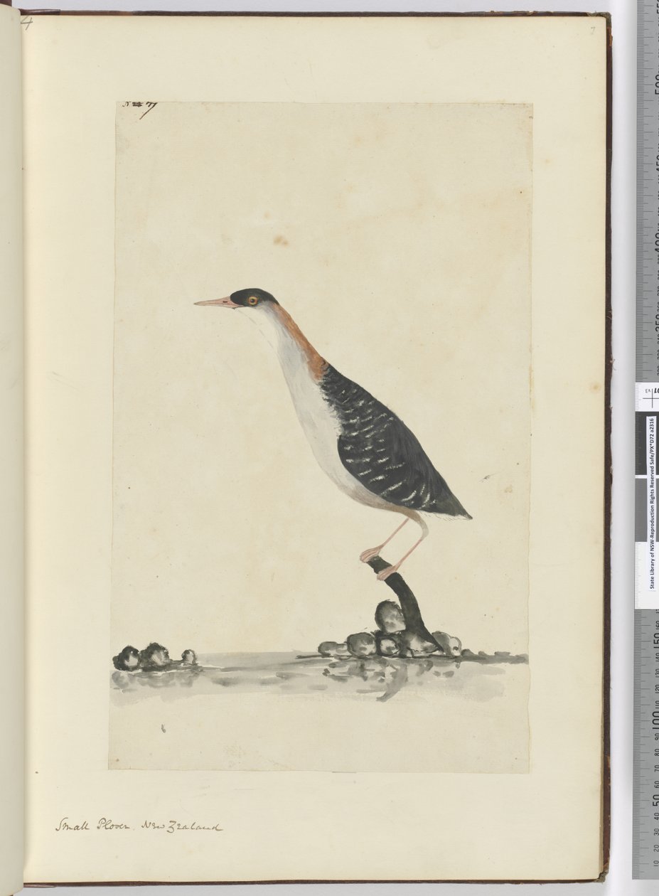 F.7小p。新西兰，1772-75（wc） 作者 艾萨克·史密斯