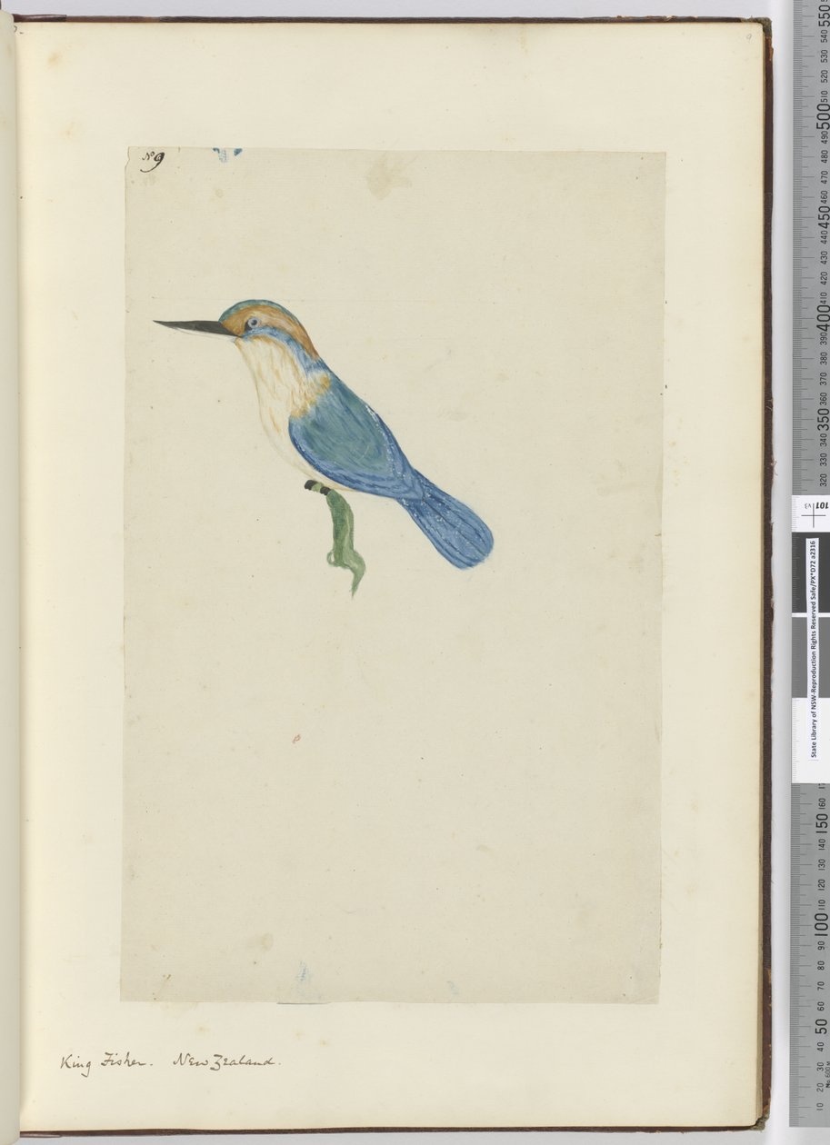 F.9 King fisher。新西兰，1772-75（wc） 作者 艾萨克·史密斯