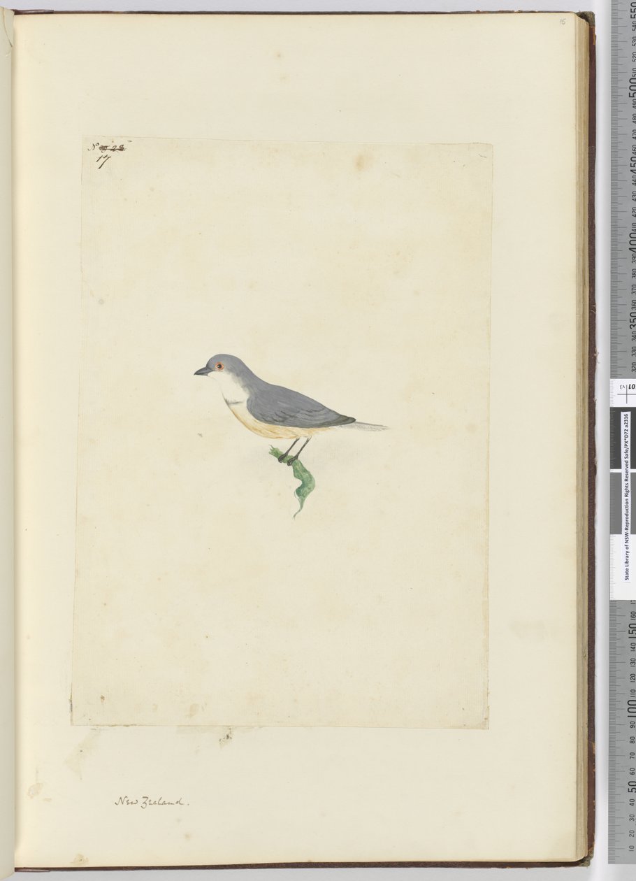 f.17身份不明的新西兰鸟类，1772-75（wc） 作者 艾萨克·史密斯