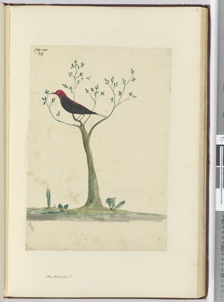 f.24新赫布里底群岛？，1772-75（wc） 作者 艾萨克·史密斯