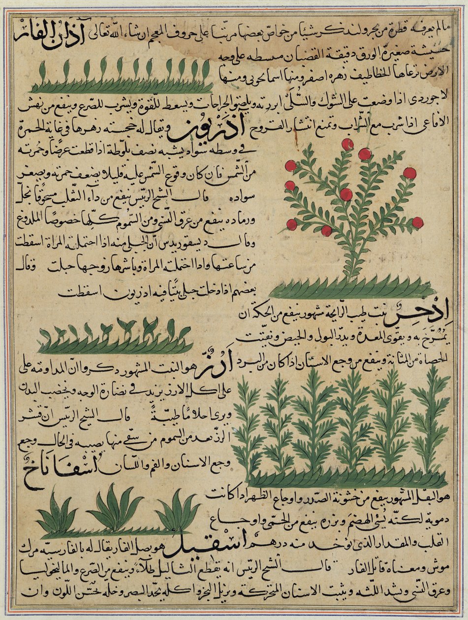 E-7女士。 142b植物植物，来自Zakariya-ibn Muhammed al-Qazwini的“创造的奇迹和存在的好奇心” 作者 伊斯兰学校