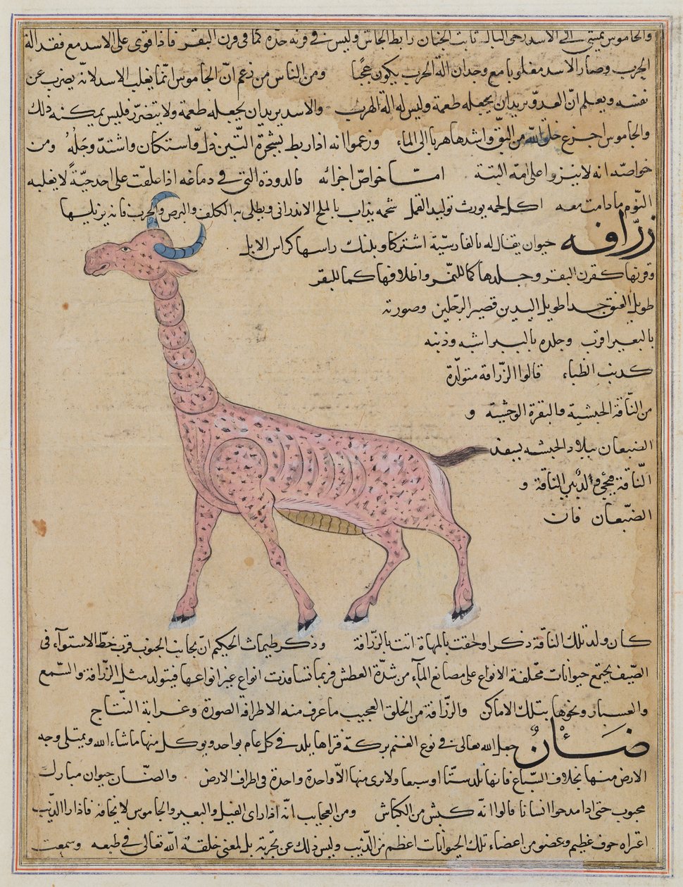 E-7女士fol.180长颈鹿，来自Zakariya&39;ibn Muhammed al-Qazwini的“创造的奇迹和存在的好奇心” 作者 伊斯兰学校