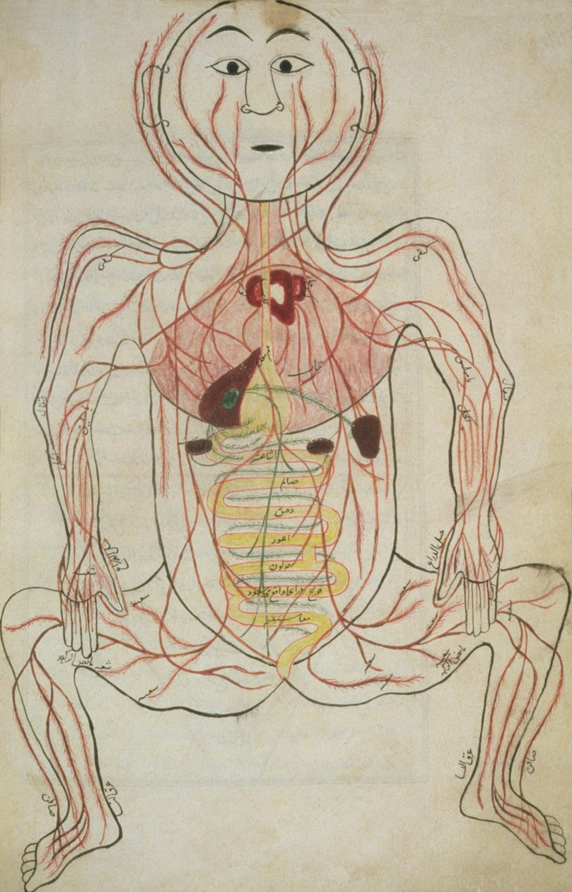 Per 129，f.20b人体内脏器官和循环系统，来自Tashrih al-badan的插图（墨水在纸上） 作者 伊斯兰学校