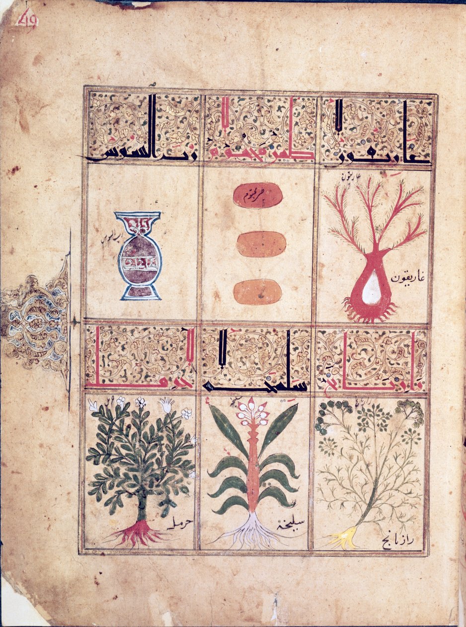 Arabe女士2964 fol.49来自加利恩之后的Theriac论文的植物，1217年 作者 伊斯兰学校