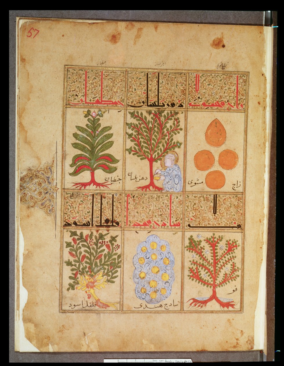 Arabe女士2964 fol.57 theriac的药用植物，来自加利恩之后的Theriac论文，1217 作者 伊斯兰学校