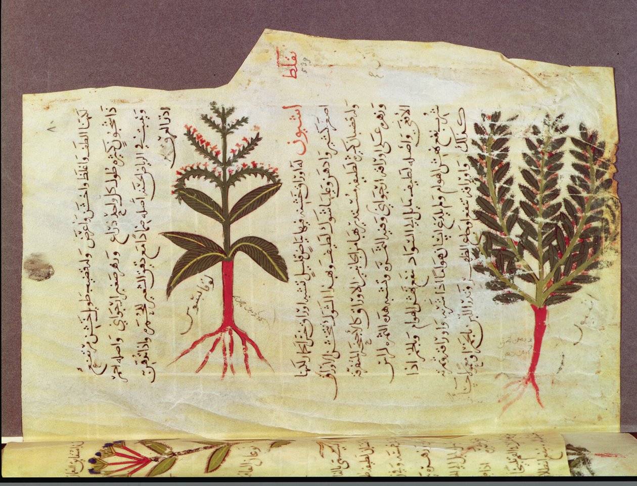 Arabe女士4947年代，84岁，植物来自Dioscoride的论文，13世纪 作者 伊斯兰学校