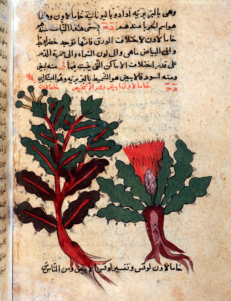Page from a medical herbarium (manuscript 作者 伊斯兰学校