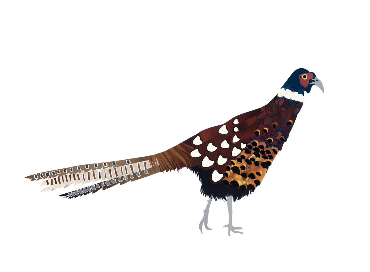 野鸡，2013 年（剪纸） 作者 伊莎贝尔·巴伯