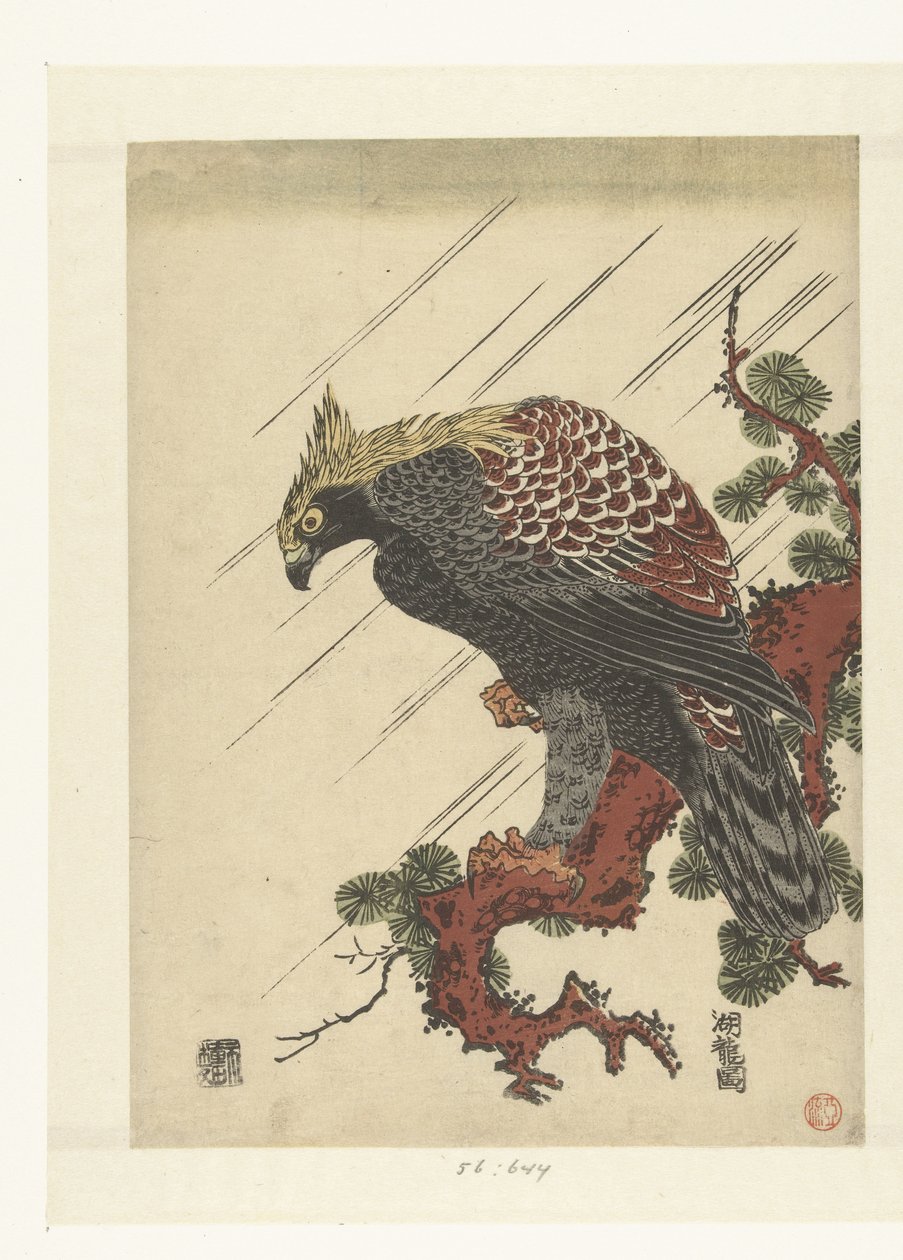 雨中松枝上的鹰 作者 oda田K