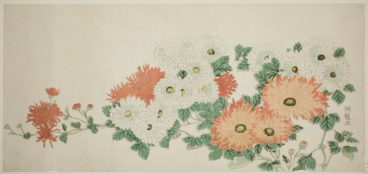 菊花 作者 oda田K