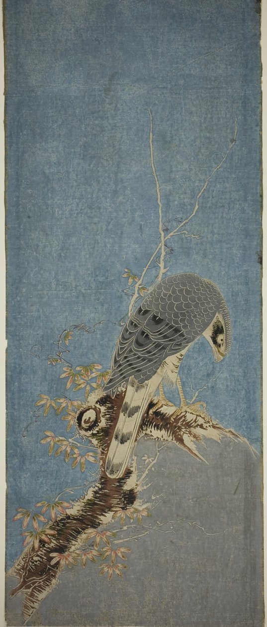 栖息在树上的猎鹰 作者 oda田K