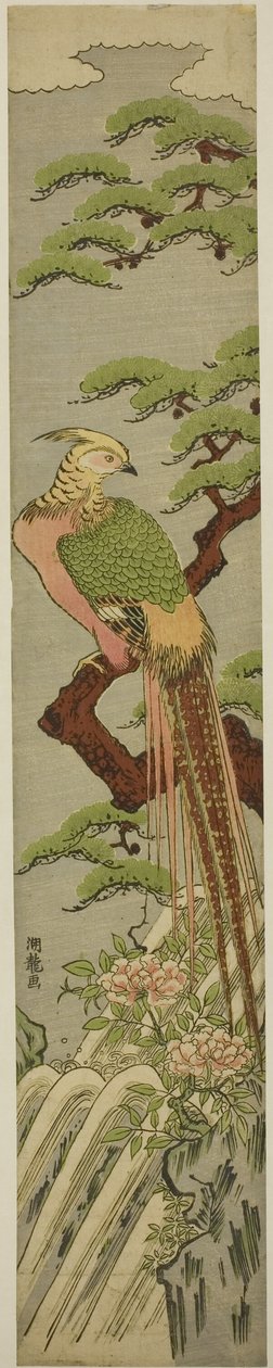牡丹和瀑布上方松树上的金鸡 作者 oda田K