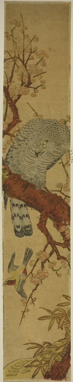 梅枝上的鹰俯视逃鸟 作者 oda田K