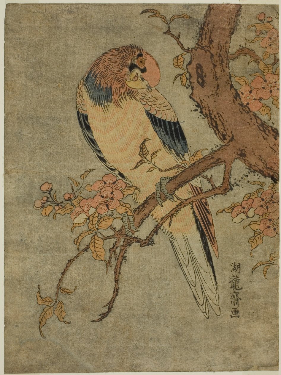 榅桲树上的鹦鹉 作者 oda田K