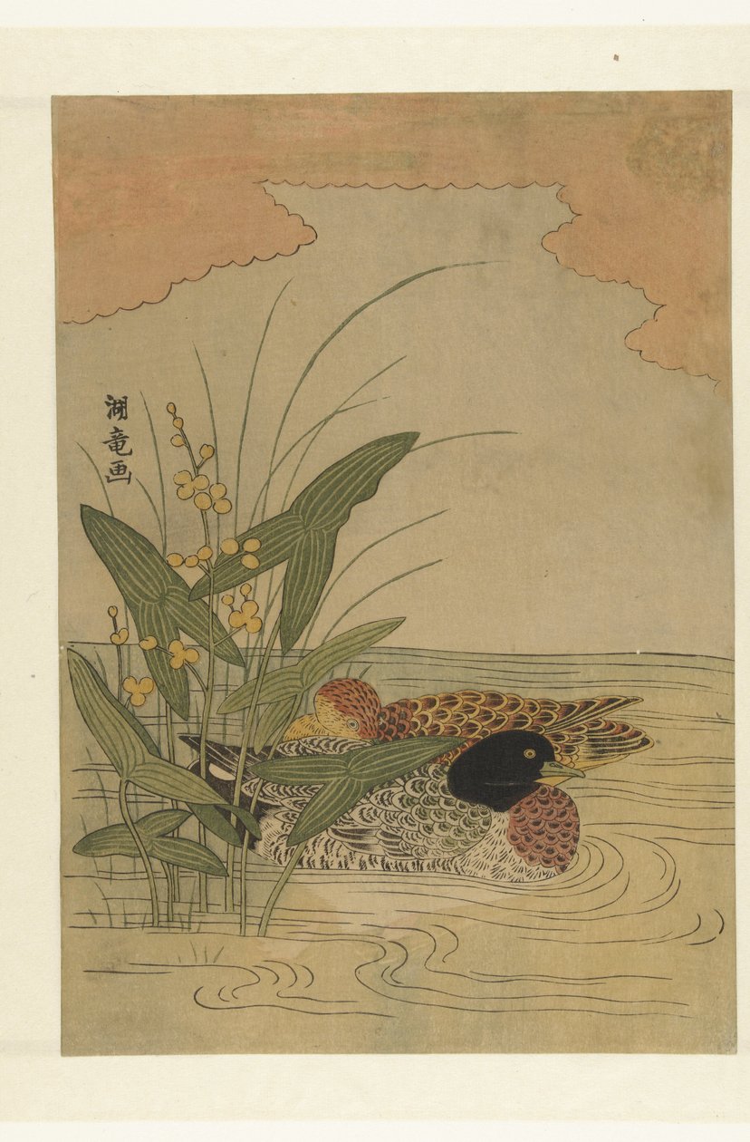 两只鸭子在黄花箭竹附近游泳 作者 oda田K