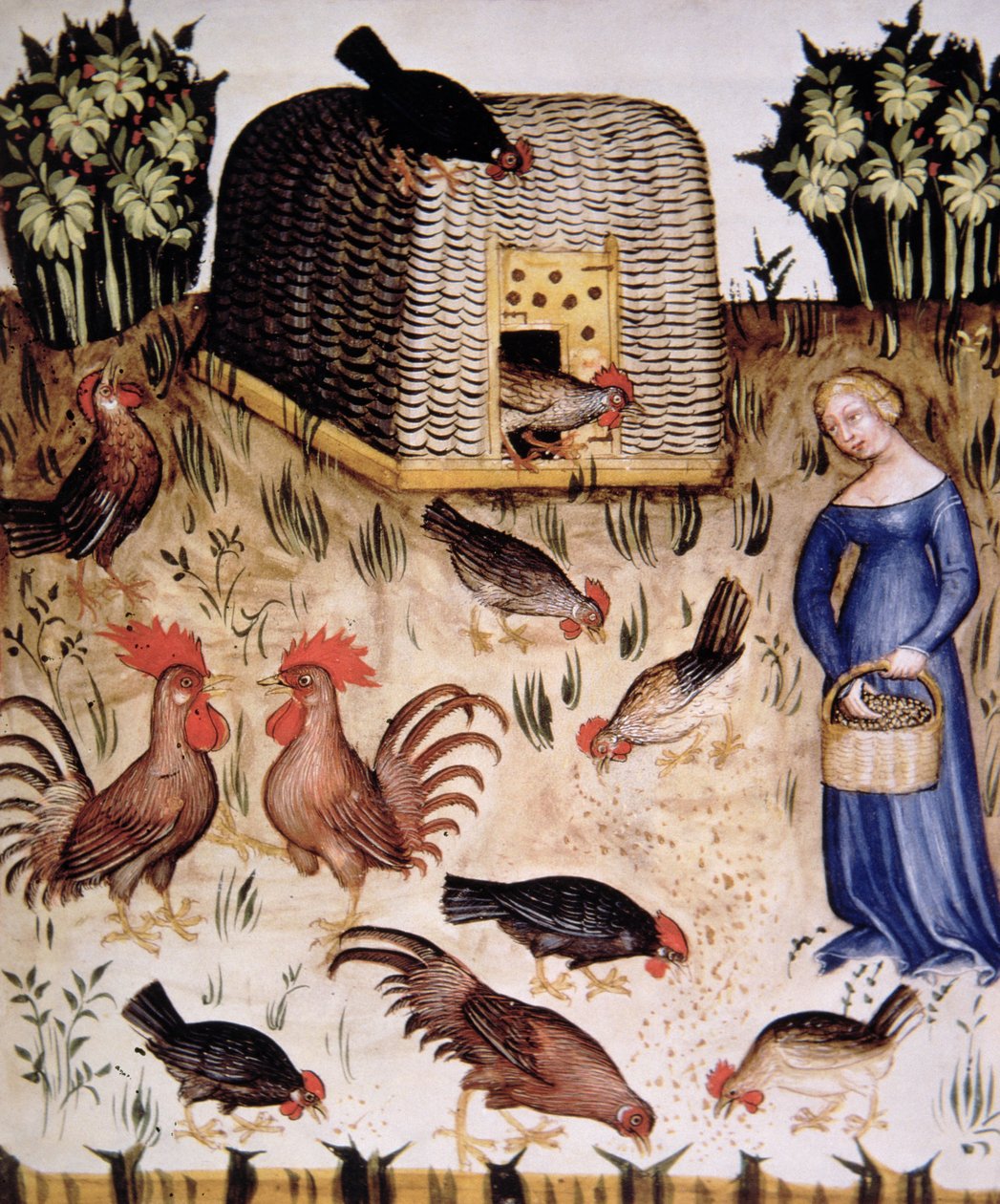 Fol.65r Rearing Cocks，来自Tacuinum Santiatis Codex Vindobonensis的插图 作者 意大利学校