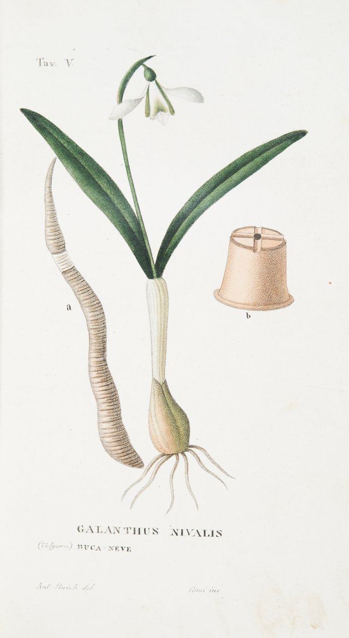 来自LAntotrofia的Galanthus Nivalis，第五版，即出自Antonio Piccioli的栽培DeFiori，pub.1834 作者 意大利学校
