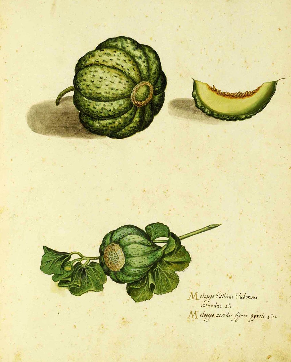 传家宝壁球由Ulisse Aldrovandi（1522-1605）板块发表于Piante Fiori Frutti（手工彩色雕刻）。 作者 意大利学校