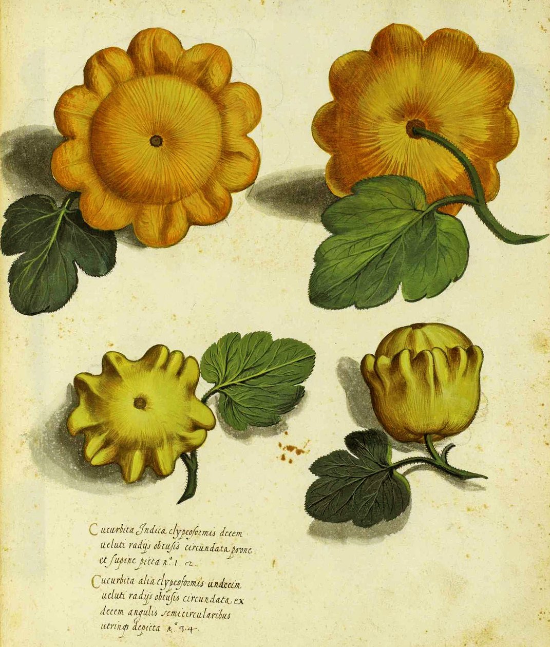 传家宝壁球由Ulisse Aldrovandi（1522-1605）板块发表于Piante Fiori Frutti（手工彩色雕刻）。 作者 意大利学校