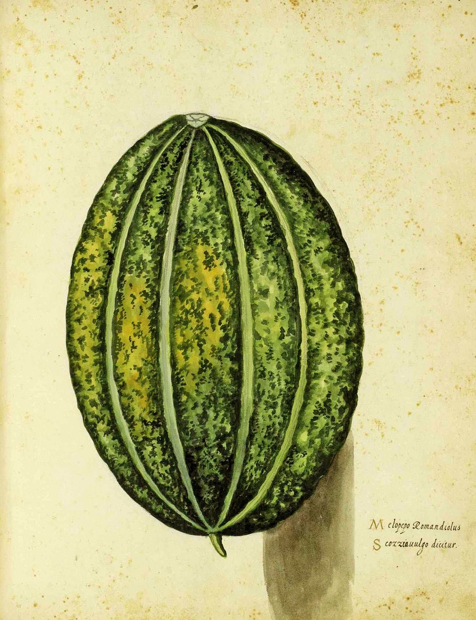 传家宝壁球由Ulisse Aldrovandi（1522-1605）板块发表于Piante Fiori Frutti（手工彩色雕刻）。 作者 意大利学校