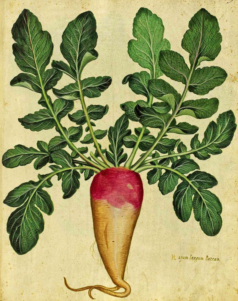 Ulysses Aldrovandi（1522-1605）的长萝卜盘发表于Piante Fiori Frutti（手工彩色雕刻）。 作者 意大利学校