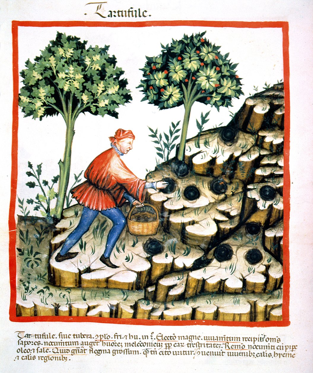 Nova 2644 f.28v收集松露，来自Tacuinum Sanitatis Codex Vindobonensis（另见130544） 作者 意大利学校
