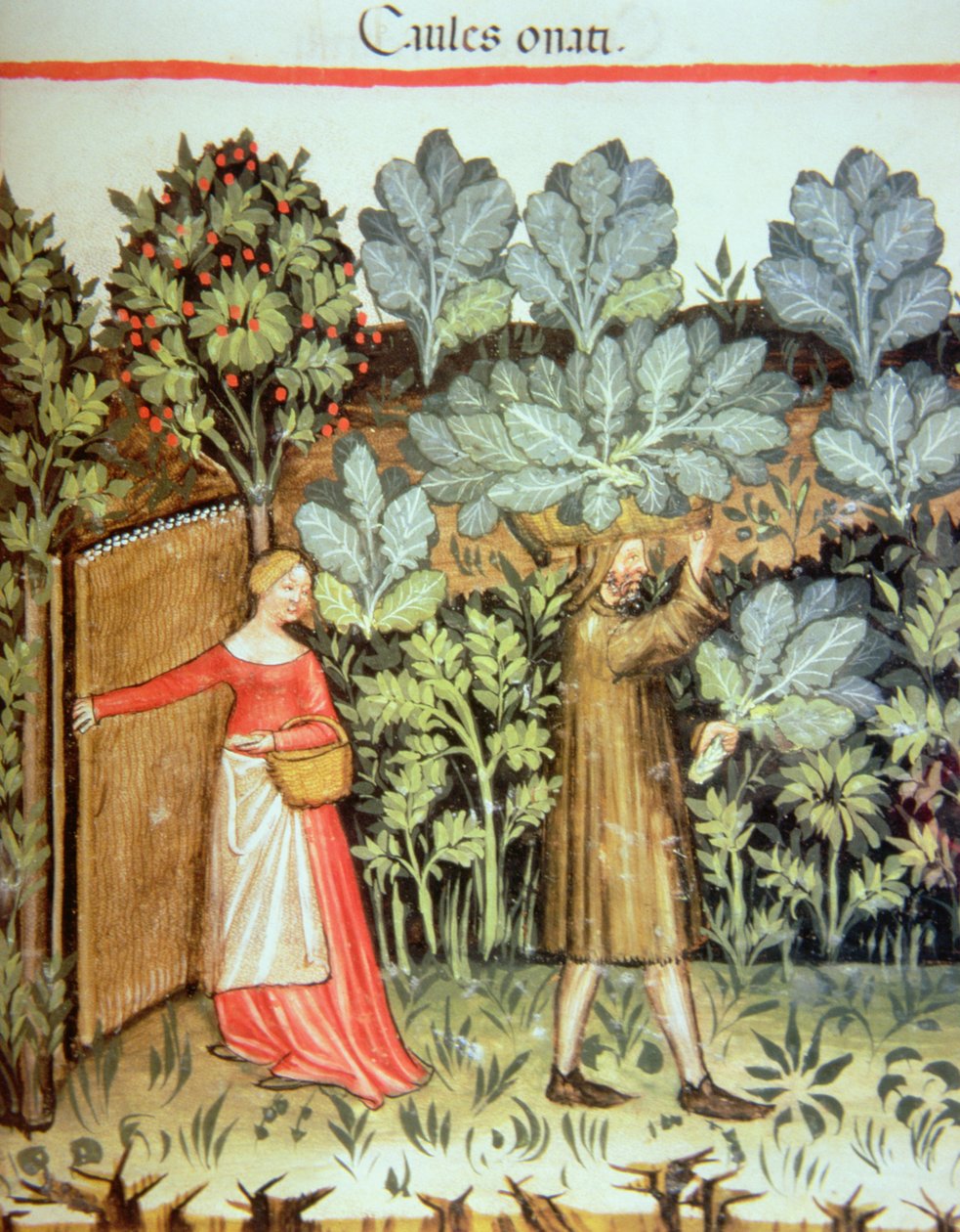 Nova 2644 fol.23r收获卷心菜，来自Tacuinum Sanitatis Codex Vindobonensis 作者 意大利学校
