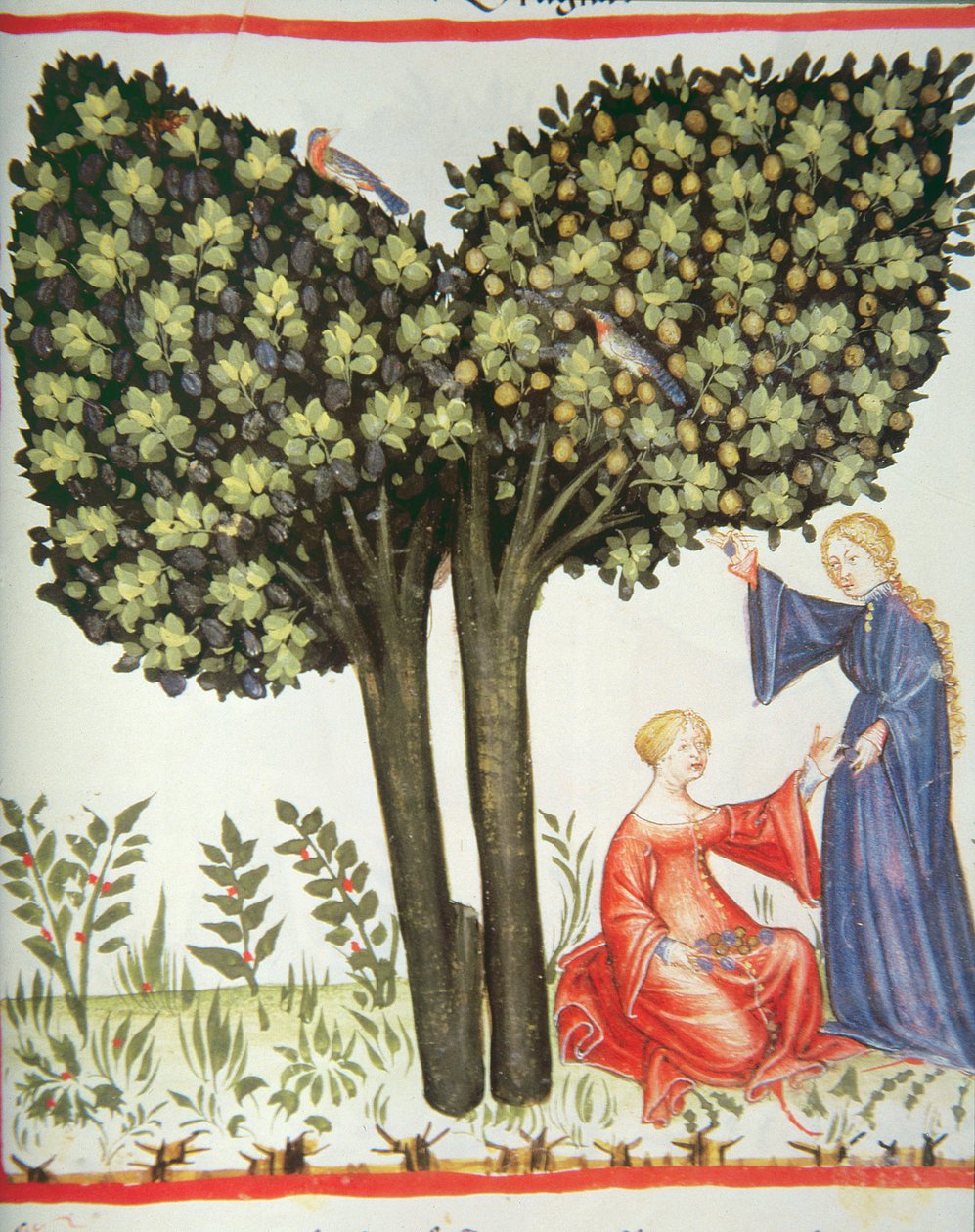 新的2644个fol.6r采摘李子，Tacuinum健康食品 作者 意大利学校