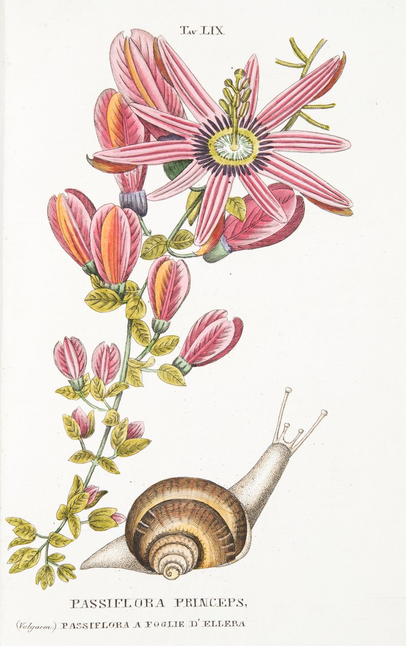 Passiflora Princeps，Plate LIX，来自LAntotrofia Ossia La Coltivazione DeFori by Antonio Piccioli，pub.1834 作者 意大利学校