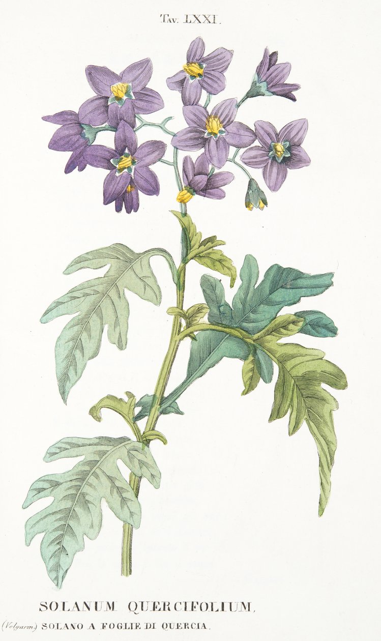 Solanum Quercifolium，Plate LXXI，来自LAntotrofia，即种植DeFiori，作者：Antonio Piccioli，pub.1834 作者 意大利学校