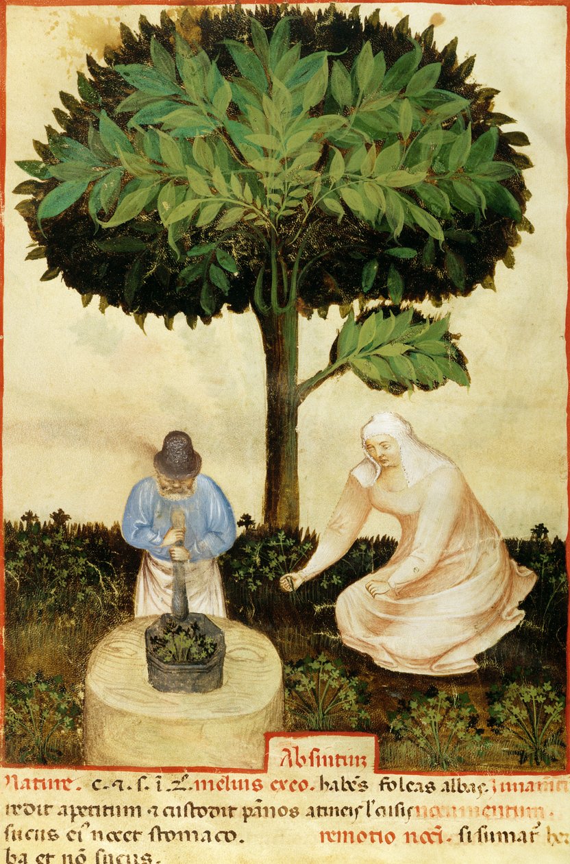 苦艾酒，摘自 Abul Qasim Kalaf ibn al-Abbas al Zahrawi (Abulcasis) (936-1013) 的《各种产品的特性》手稿（牛皮纸） 作者 意大利学校