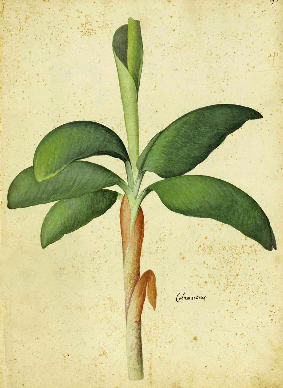 Ulisse Aldrovandi的菖蒲菖蒲 作者 意大利学校