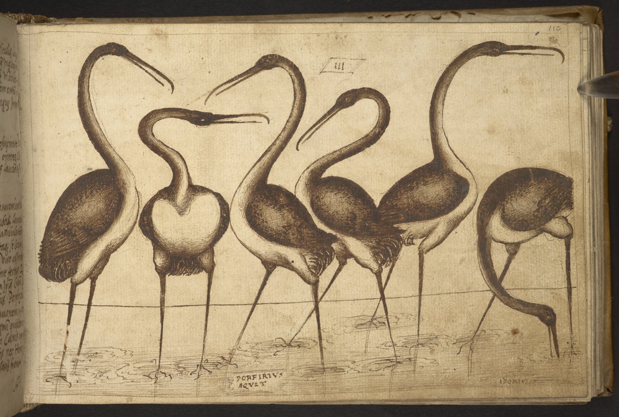 附录：82955，f.110 鸟类。82955，f.110 鸟类，选自《动物史》（由 245 幅不同种类动物和神兽的笔墨图画组成，每幅图画都附有说明），1595 年 作者 意大利学校
