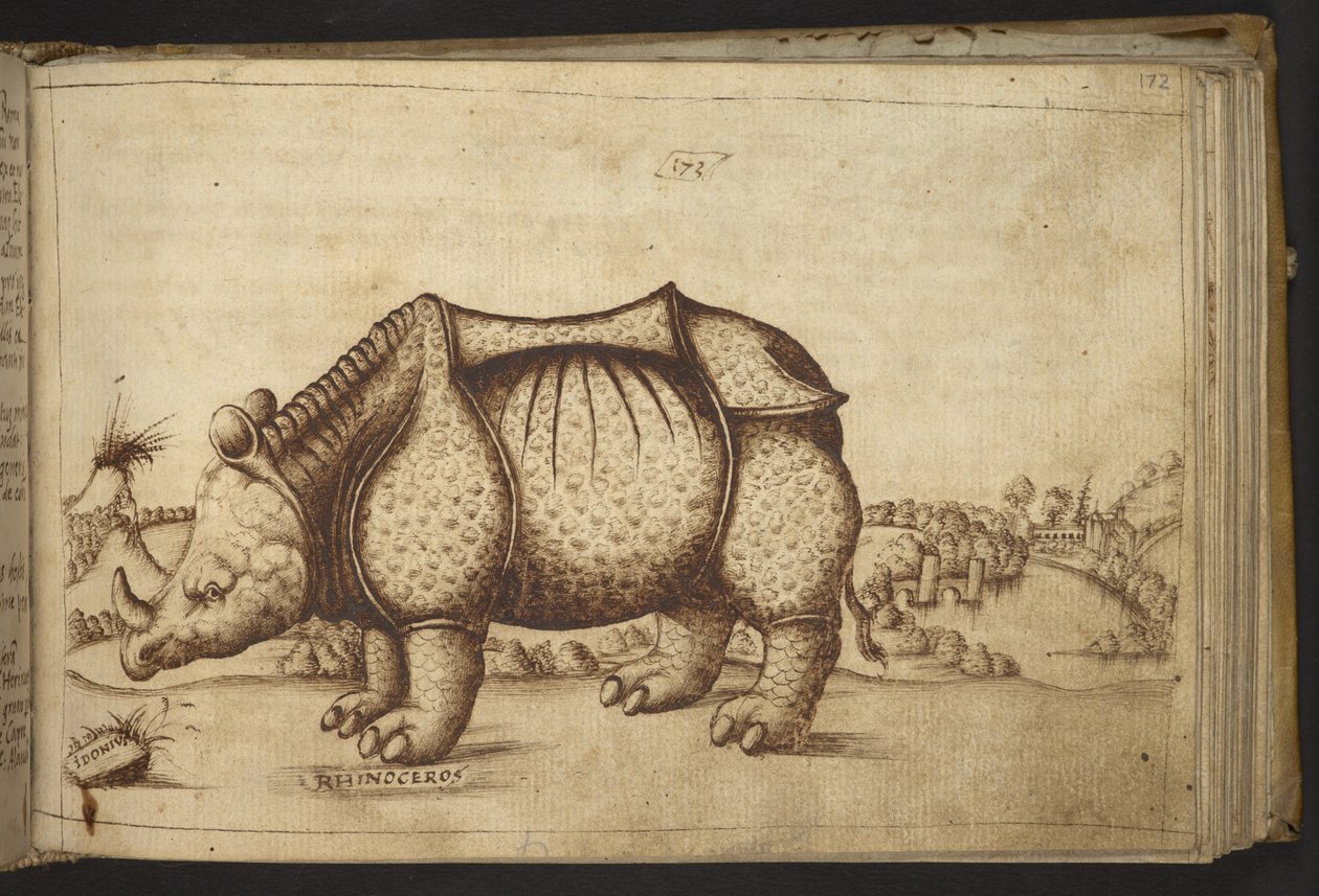 Add.82955, f.172 Rhinocerous. 作者 意大利学校