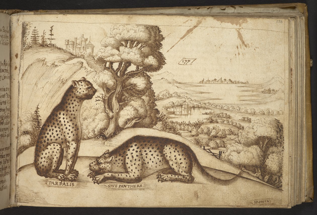 Add.82955, f.176 Leopards (